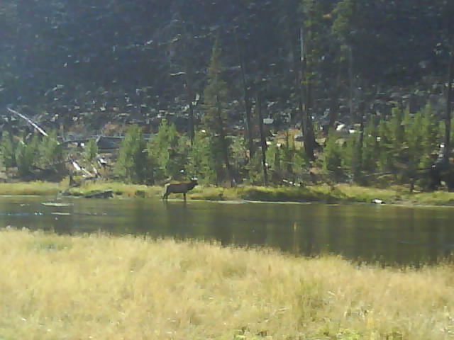 Yellowstone 037 Bull Elk.jpg